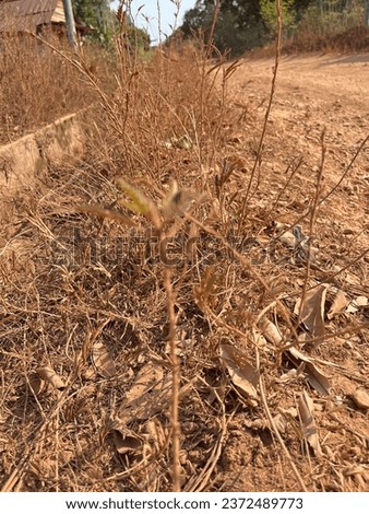 Capture the essence of drought-stricken streets in the scorching El Niño heat. Dusty red soil, dried wild plants, and withering grass tell a tale of nature's resilience amid adversity. Royalty-Free Stock Photo #2372489773
