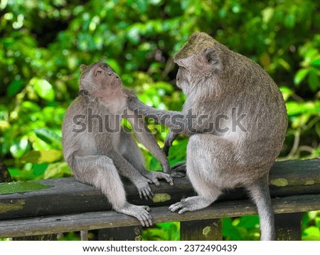 Monkey Forest, Ubud, Bali, Indonesia, October 2023
In the heart of a green forest, a delightful scene unfolds as playful monkeys sit together, attentively grooming and searching for fleas 
