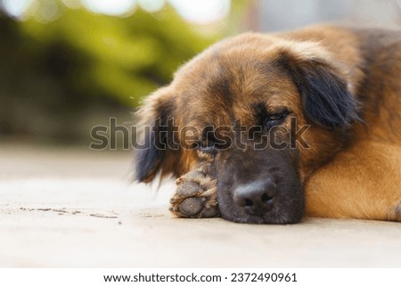 Inflammation of the dog's eye caused by a fight. Royalty-Free Stock Photo #2372490961