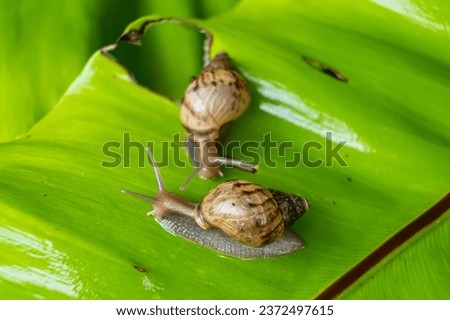 A garden banded snail creeps on a leaf wet after rain. Selective focus. Royalty-Free Stock Photo #2372497615