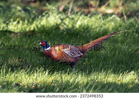 A Pheasant on the grass against blur background