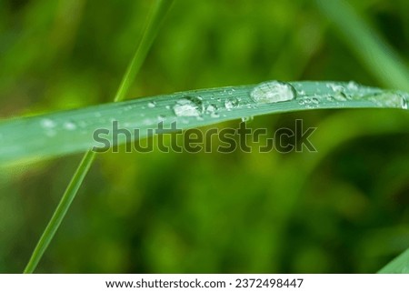 Clear raindrops on the green grass after the rain in the daytime. Photo for wallpaper and background. Nature photo looks nice and refreshing.
