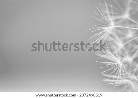 Macro shot of a dandelion, backround
