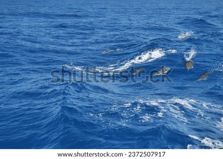 A Beautiful shot of dolphins swimming in Corfu Island water with water waves