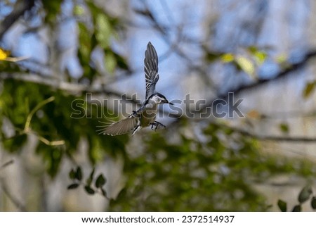  The white-breasted nuthatch (Sitta carolinensis) in flight