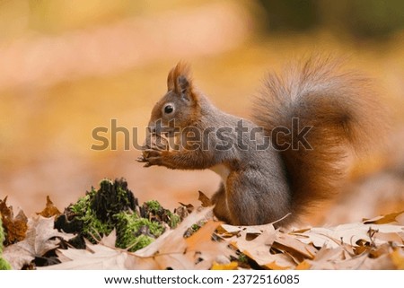  Beautiful autumn scene with a cute european red squirrel. Sciurus vulgaris. A squirrel posing in autumn forest.                              