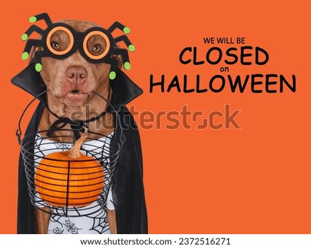 Signboard with the inscription We will be closed on Halloween. Cute brown dog and Count Dracula costume. Closeup, indoors. Studio shot. Pet care concept