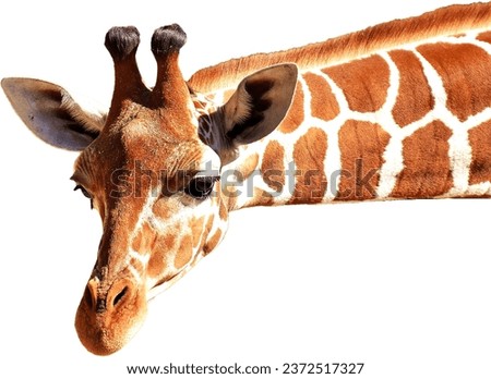 giraffe - giraffe head design