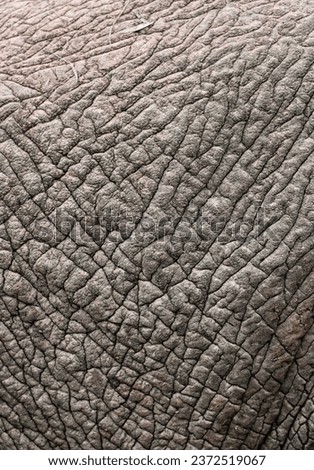 Close up of rough, wrinkle texture of the elephants skin. Black and white.