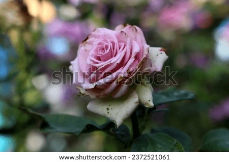 City of Bakhchisarai (Crimea, Crimean Peninsula) Rose in the park.