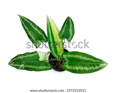 Schismatoglottis tree Planted in a pot. isolated object on white background