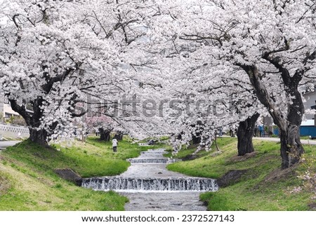 Cherry blossom in the Spring appears over the Kannonji River in Kawageta of Fukushima in Japan.