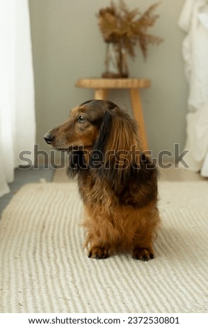 Red long haired dachshund sitting on the floor in light bedroom, adorable small sausage dog near the window, doxie portrait close up, one friendly hound, domestic pet animal alone