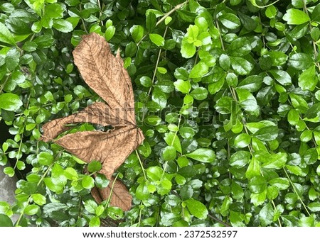 a photography of a leaf laying on top of a bush of green leaves, there is a leaf that is laying on a bush with green leaves.