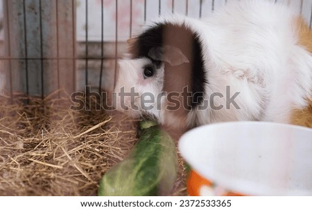 a rabbit eating a piece of food.