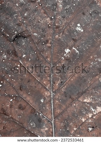 a leaf with a pattern of white and brown..