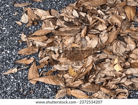 leaves on the ground in the park.