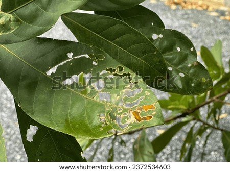 a leaf with a yellow and green pattern.