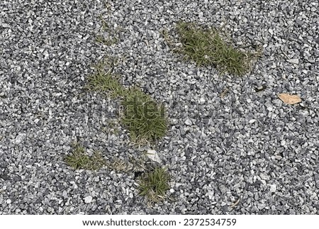 grass growing in the gravel.