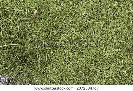 a close up of the green grass.