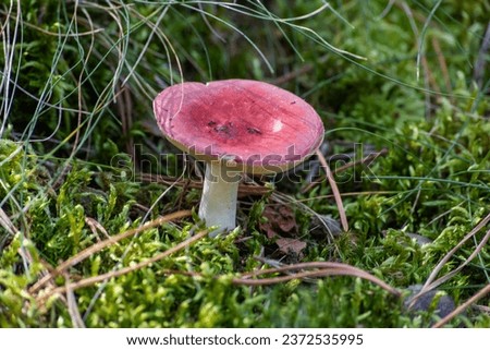 russula sanguinaria mushroom,red russula in the autumn forest.mushroom not edible Royalty-Free Stock Photo #2372535995