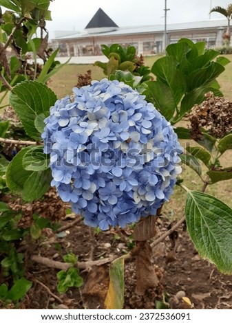 In fact, Masamba or Hydrangea flowers come from subtropical areas, so they grow abundantly in highland areas. Starting from an altitude of 500 to 1,500 meters above sea level, this picture in Ruteng