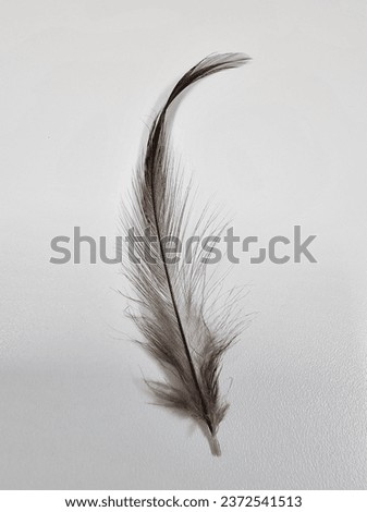 Chicken feathers on a white background.
