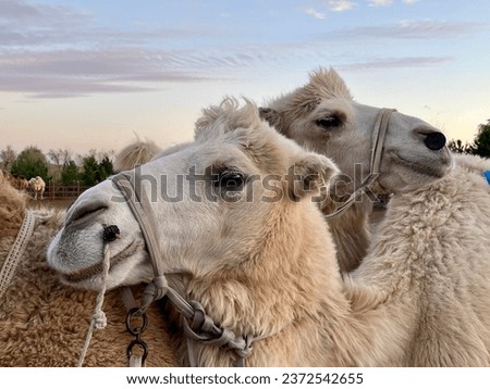 Close view of two camels with detailed face and fur in a desert.