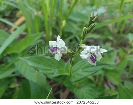 wild small white and purple flower surrounding by green grass