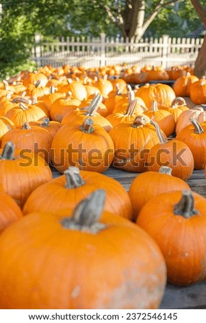 Display of fall pumpkins - shallow depth of field