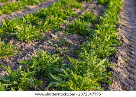 A field with arugula or rocket before harvesting Royalty-Free Stock Photo #2372547795