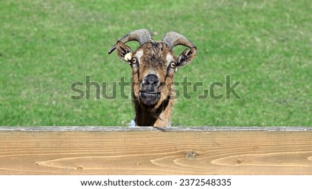 Beautiful frontal detailed close-up of the head of a pretty goat on a sunny day in September, looking directly into the camera over a wooden board of the fence in her paddock