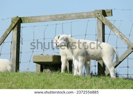 cute white sheep lambs standing in front of fence on meadow Royalty-Free Stock Photo #2372556885