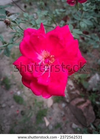 A rose photo and wallpapers picture 