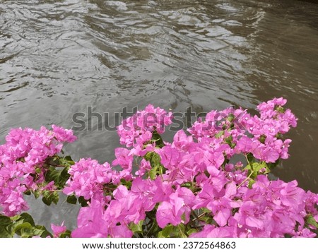 The flowers along the water's edge are black and not clean.