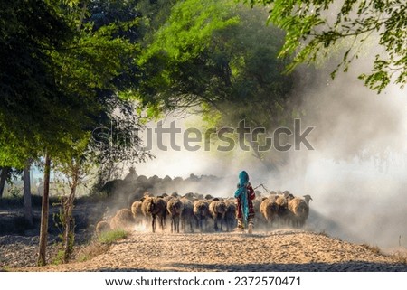 sheep herd with shepherds in the dust in rural area 