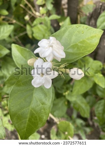 Jasmine flowers, some bloom perfectly, some are still buds