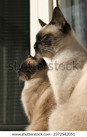 Two Siamese cats are napping in the sun. Adult cats, male and female, resting in the sun. Royalty-Free Stock Photo #2372582051