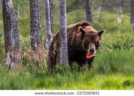 A male brown bear spotted while it's looking at the camera furiously in the wild forests of Eastern Finland with a piece of salmon in its mouth  Royalty-Free Stock Photo #2372585831