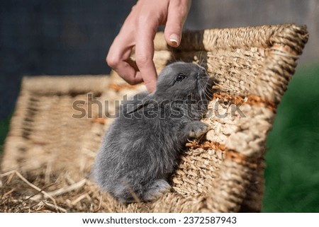 Minor - mini grey rabbit palm-sized sits on a wicker basket on a sunny day before Easter and woman's hand strokes him