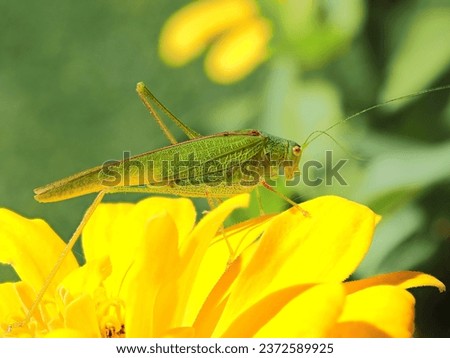 Meconema thalassinum is an insect in the family Tettigoniidae known as the oak bush-cricket and drumming katydid. It is native to Europe, including the British Isles, and was introduced to the USA.