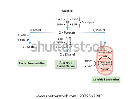 Aerobic and Anaerobic Respiration Scientific Design. Vector Illustration. Royalty-Free Stock Photo #2372597945