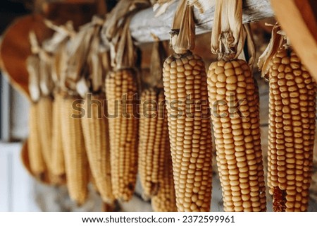 Corn cobs hanging on the facade of a building in Austria