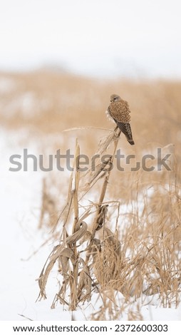 The Common Kestrel (Falco tinnunculus) resting on a stalk of corn. Winter snowy landscape.