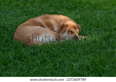Medium sized  stray brown golden color mixed breed dog sleeping in the park. Illuminated with sun. Sweet dreams, concept. Grass surface. Dark nose, closed eyes. Paws.