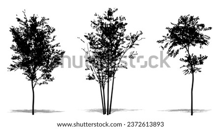 Set or collection of Evergreen Ash trees as a black silhouette on white background. Concept or conceptual vector for nature, planet, ecology and conservation, strength, endurance and  beauty