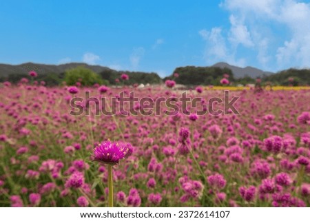 Many pink globe amaranth are blooming Royalty-Free Stock Photo #2372614107
