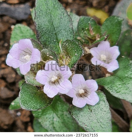 A close up of weed flower, Hemigraphis. It has beautifull shape and soft pink color. 