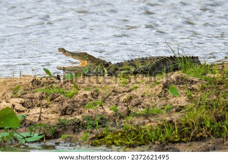 A picture of a crocodile 