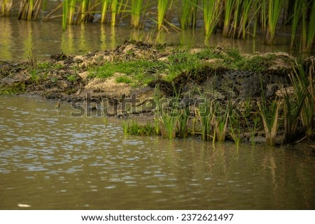 A picture of a crocodile 